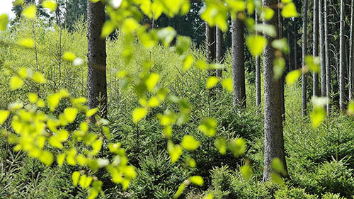 bomen bladeren 500