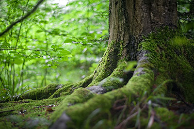 boomstam met groen 400